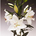 Oriental Lily - Crystal Blanca