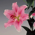 Oriental Lily - Sorbonne