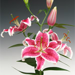 Oriental Lily - Starfighter