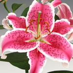 Oriental Lily - Starfighter