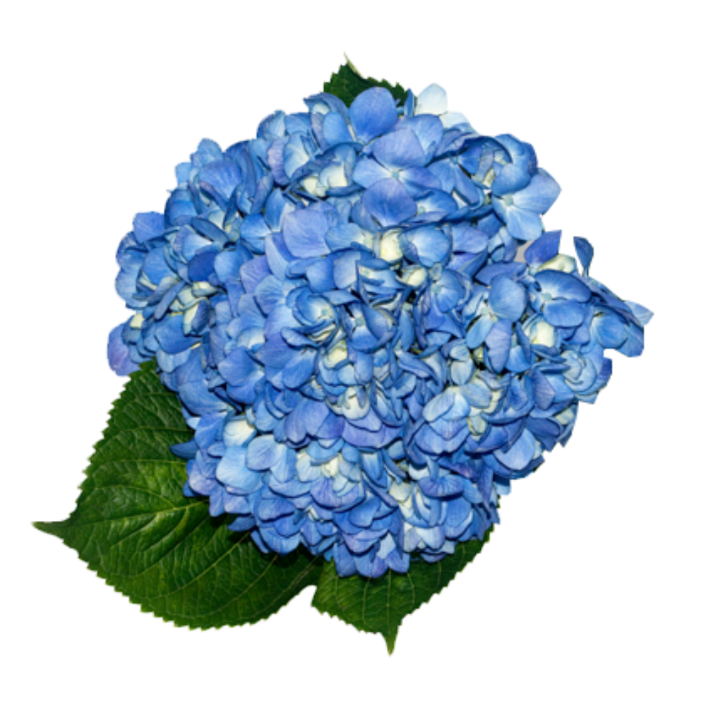 (image for) 40 Stem Super Select Shocking Blue Hydrangeas