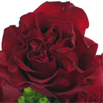 Rose - Hearts 50cm