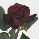 Rose - Black Baccara 50cm