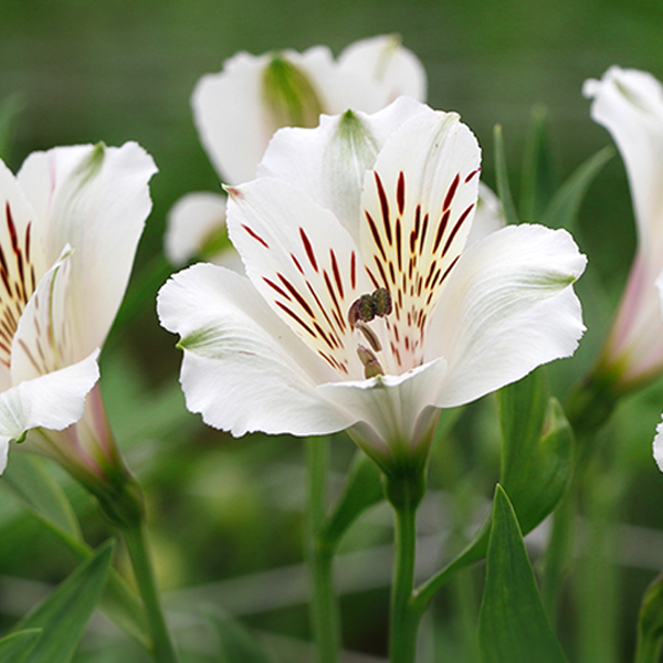 Alstroemeria - 8 Bunches White