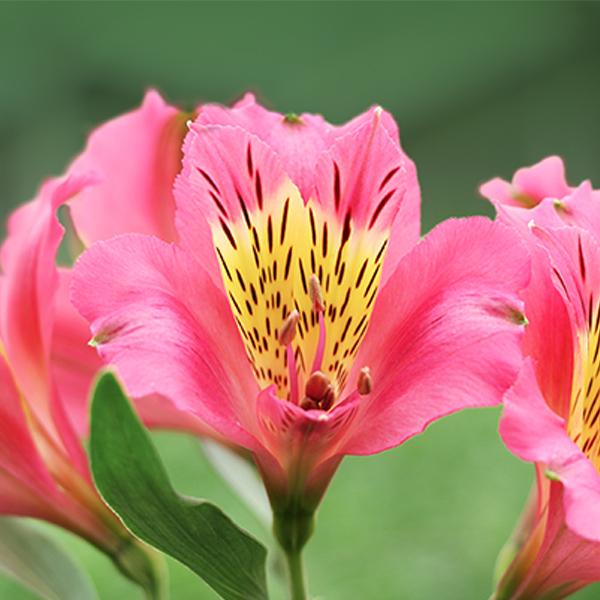 Alstromeria - 8 Bunches Pink