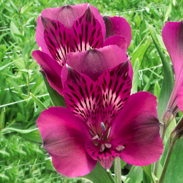 Alstromeria - 8 Bunches Purple