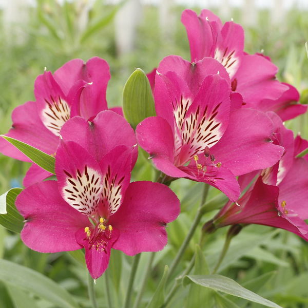 Alstromeria - 8 Bunches Hot Pink