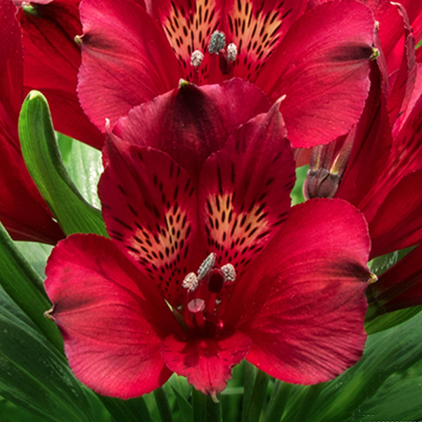 Alstromeria - 8 Bunches Red