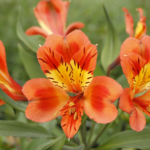 Alstromeria - 8 Bunches Orange