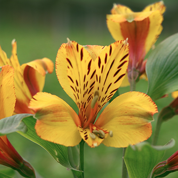 Alstromeria - 8 Bunches Yellow