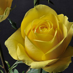Rose - Latina 60cm - Click Image to Close
