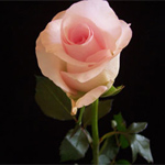 Rose - Sweet Akito 60cm