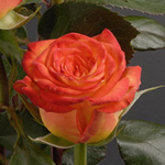 Rose - Circus 60cm - Click Image to Close