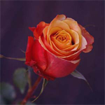 Rose - Cherry Brandy 50cm - Click Image to Close