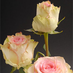 (image for) Rose - Esperance 60cm