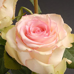 Rose - Esperance 60cm - Click Image to Close