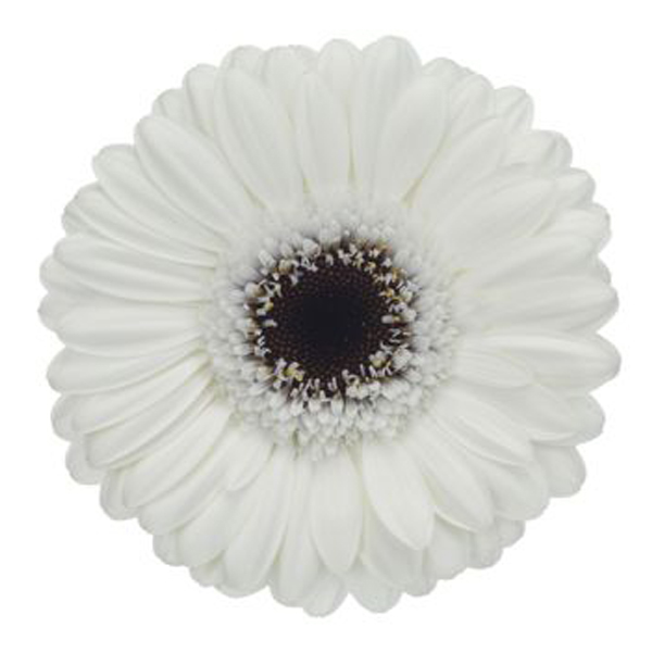 Mini Gerbera - 10 Stems White/Black Center