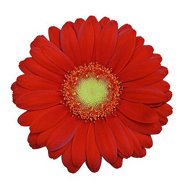 Mini Gerbera - 10 Stems Red/Black Center