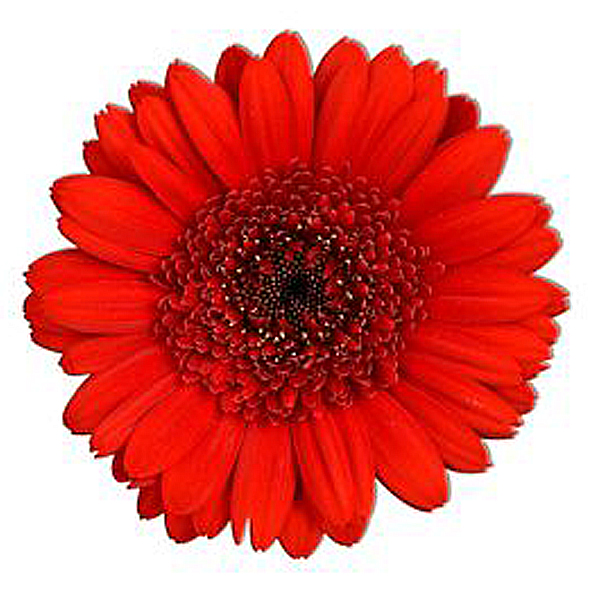 Mini Gerbera - 10 Stems Red/Black Center