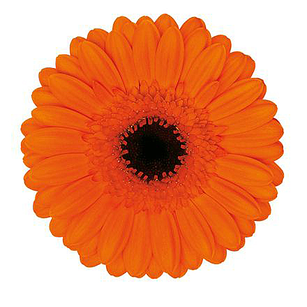 Mini Gerbera - 10 Stems Orange/Black Center