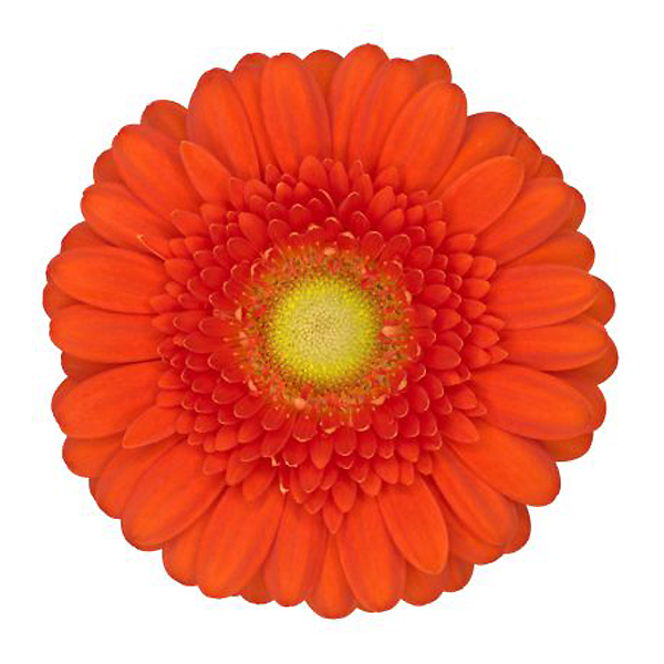 Mini Gerbera - 10 Stems Orange/Green Center