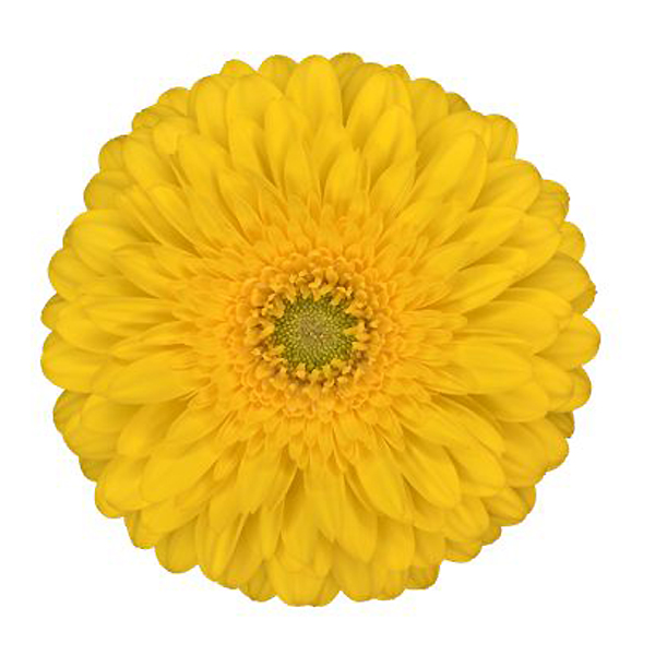 Mini Gerbera - 10 Stems Yellow/Green Center