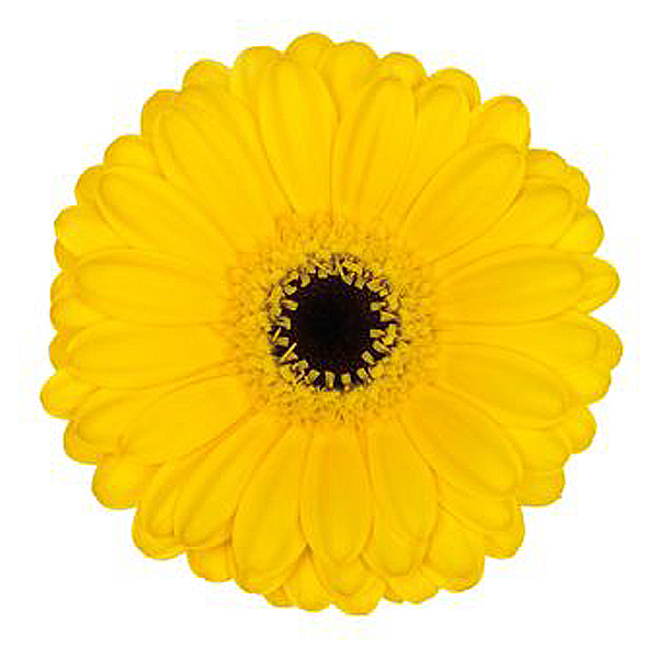 Mini Gerbera - 10 Stems Yellow/Black Center