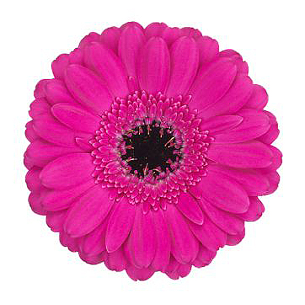 Mini Gerbera - 10 Stems Hot Pink/Black Center