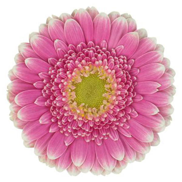 Mini Gerbera - 10 Stems Pink/Green Center