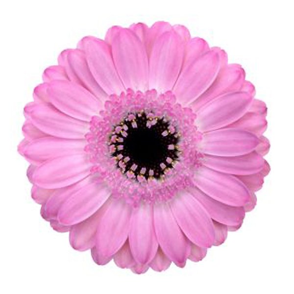 Mini Gerbera - 10 Stems Pink/Black Center