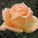 Rose - Versilia 50cm