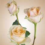 Rose - Versilia 50cm - Click Image to Close