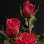 Rose - Hot Lady 60cm