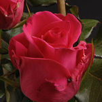 Rose - Hot Lady 50cm - Click Image to Close