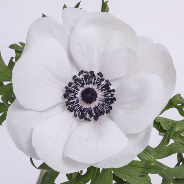 Anemone - White - Click Image to Close