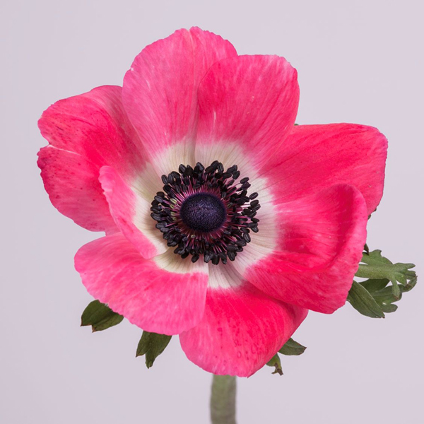 Anemone - Hot Pink