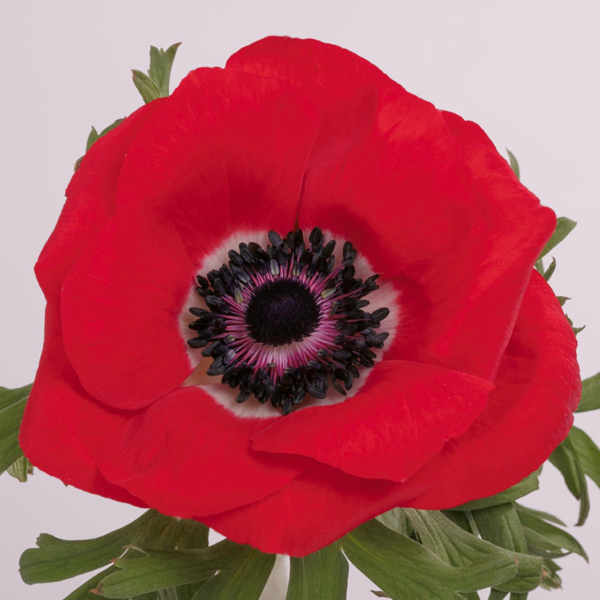 Anemone - Red - Click Image to Close