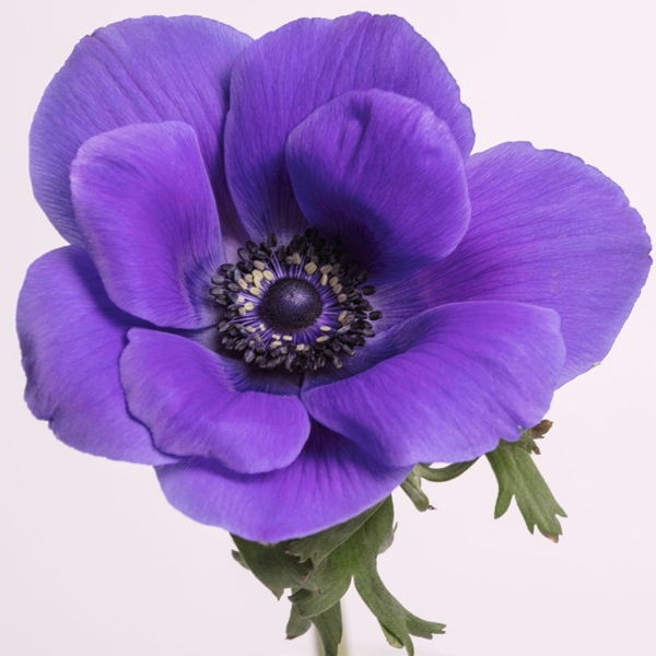 Anemone - Blue - Click Image to Close