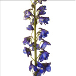 Hybrid Delphinium - Blue