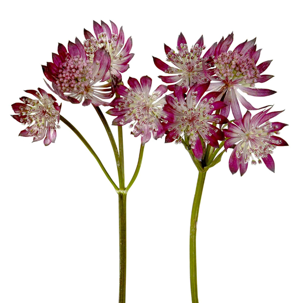 Astrantia