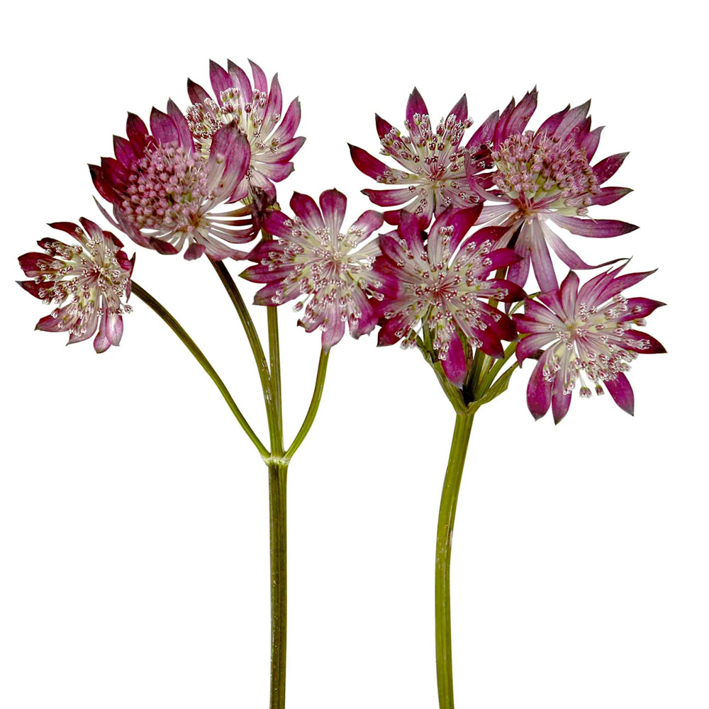 (image for) Light Pink Astrantia — 10 Stems