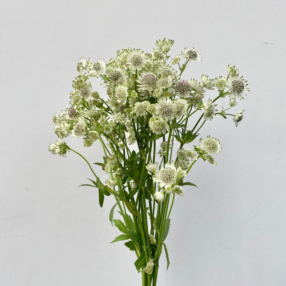 (image for) White Astrantia