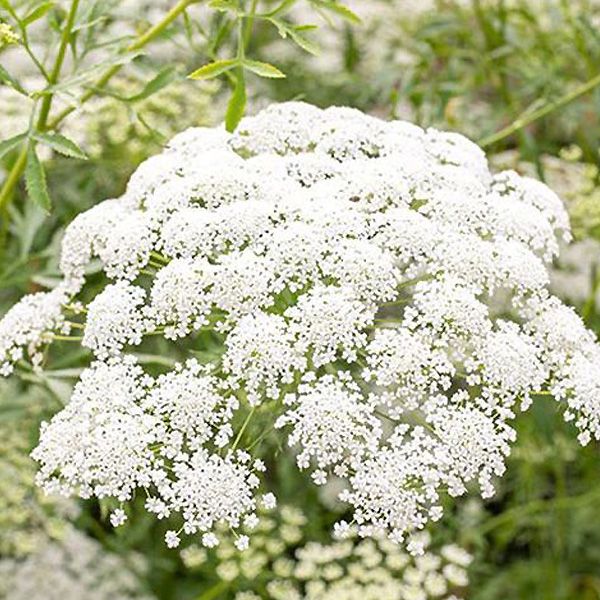 Queen Ann Lace