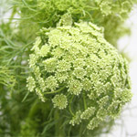 (image for) Queen Anne's Lace — Growers Bunch