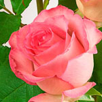 Rose - Sweet Unique 50cm - Click Image to Close