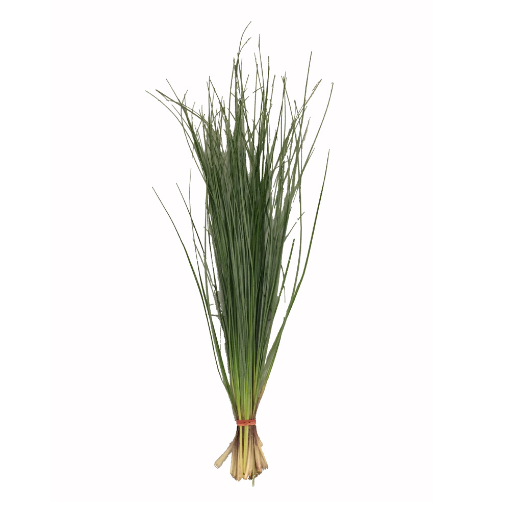 Bear Grass - Green - Click Image to Close