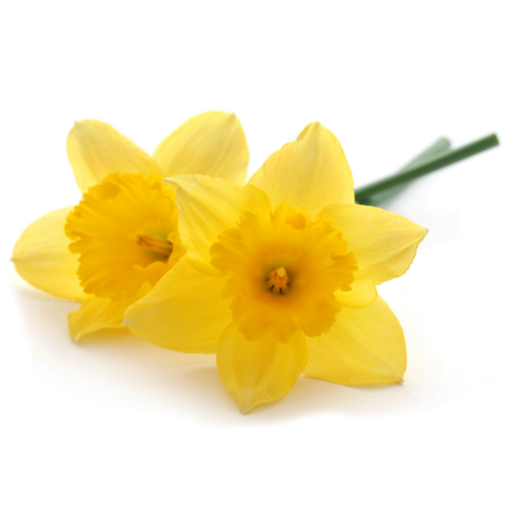 (image for) Daffodils