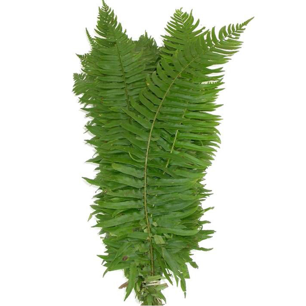 (image for) Flat/Sword Fern — 20 Stems