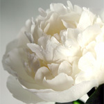 Peony - 10 White