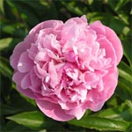 Peony - 10 Light Pink